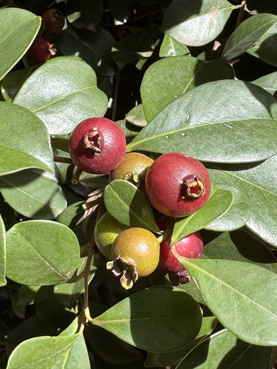 My Psidium cattleyanum (Cattley guava, strawberry guava or cherry guava), is named in honour of English horticulturist William Cattley. The whole fruit—soft & tasty—can be eaten. Also can make jam & juices or leaves brewed for tea. This yr monkeys spared it. @cbs_ke #Eid_Mubarak