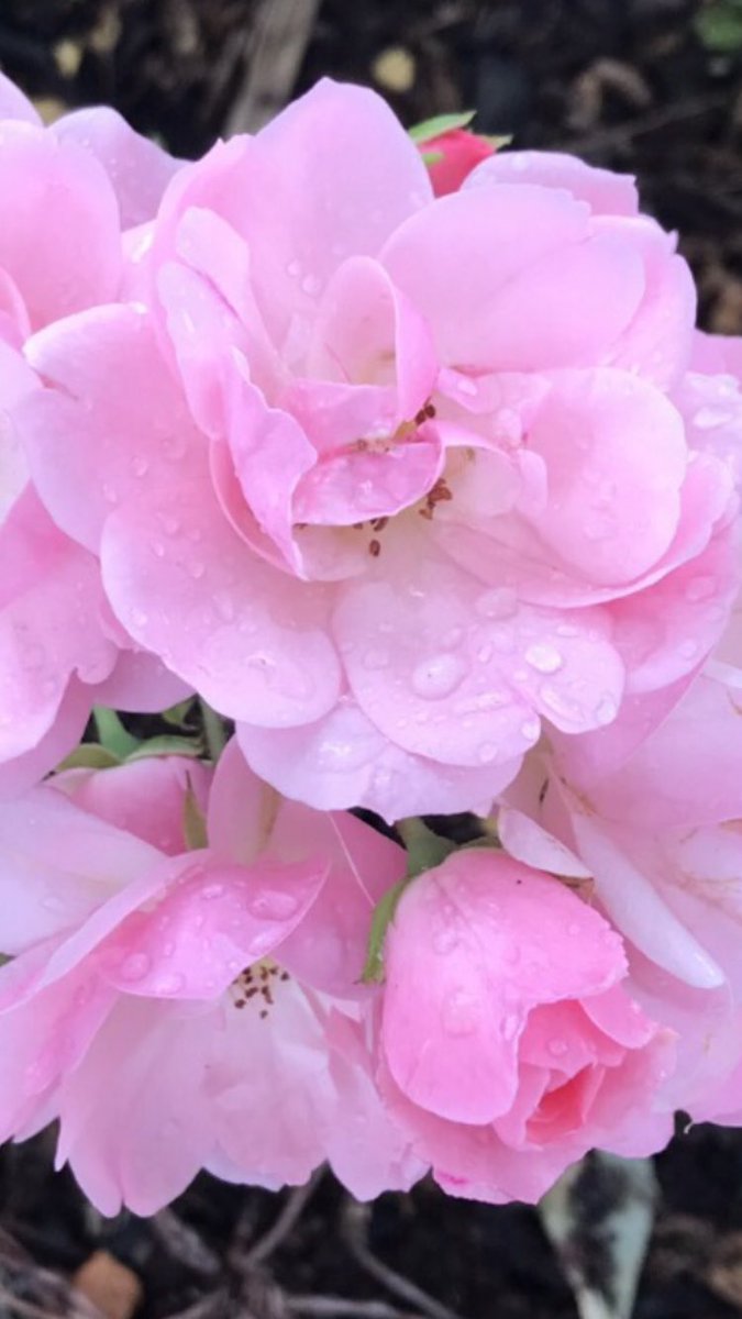 Morning 🌿🌸… #RoseWednesday….  Have a good one 🌹… HAPPY DAYS!!! 😊 #GardeningX #Gardening #Roses #FoodForTheSoul #PositiveVibes #HappyDays