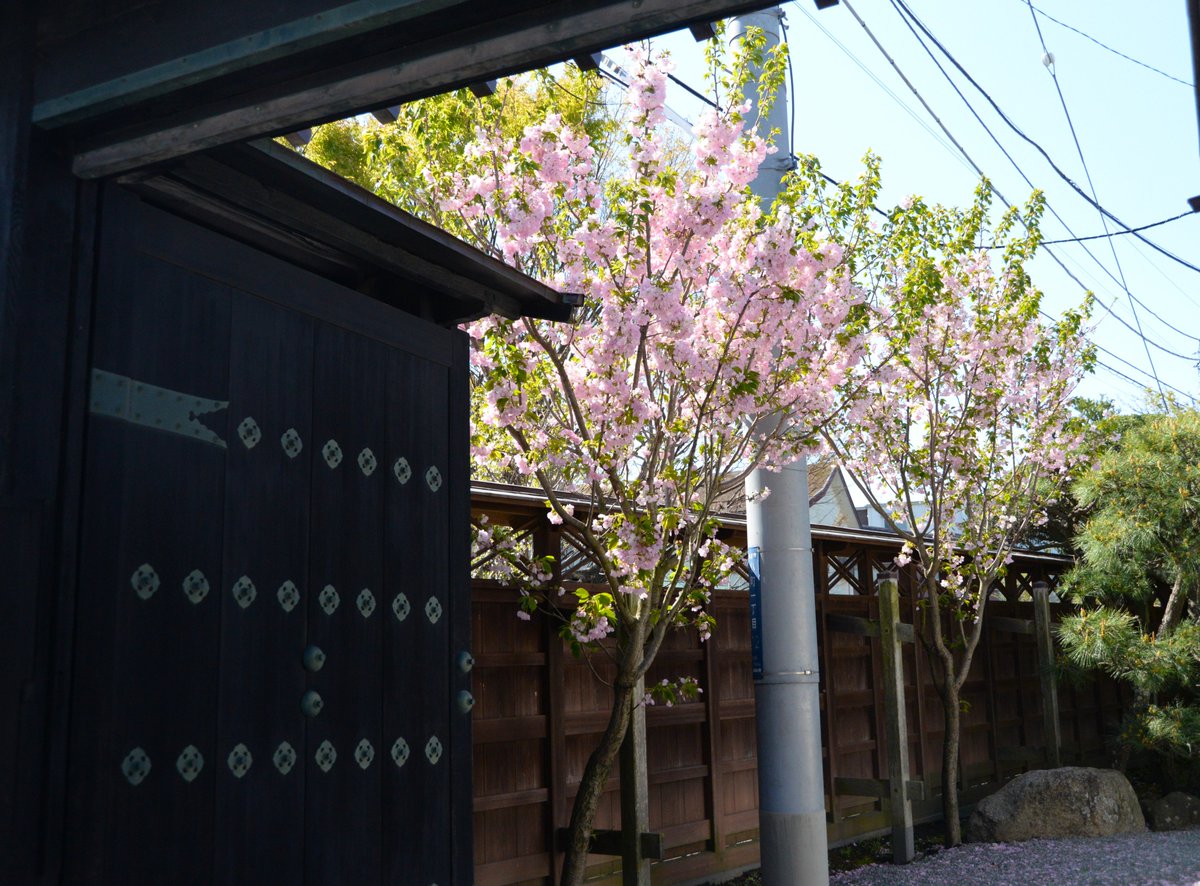 #日本遺産 の構成文化財である #本覚寺。
#鎌倉桜 といわれ鎌倉生まれと伝わる桜「#桐ヶ谷」が見頃です。4月10日撮影

鎌倉の日本遺産はこちら↓
trip-kamakura.com/site/japanheri…

桜情報はこちら↓
trip-kamakura.com/article/15075.…