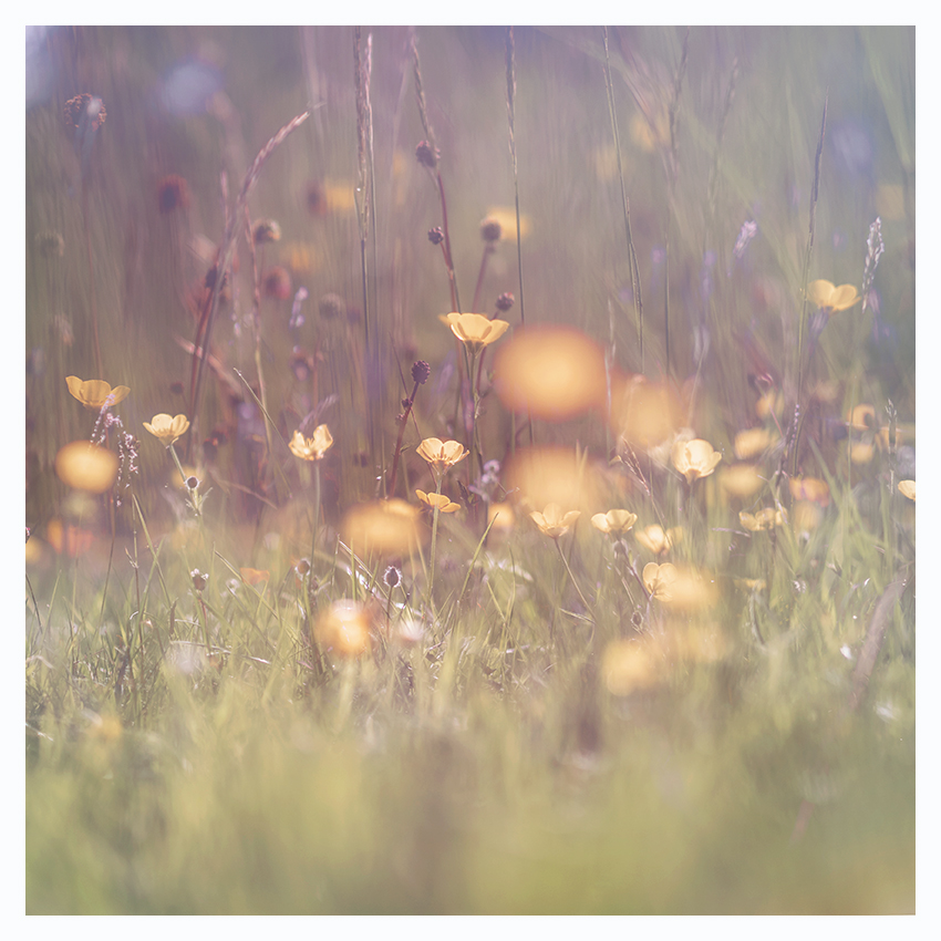 Buttercups, in ancient wood pasture down the lane.