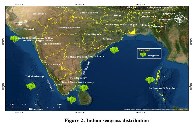 cwejournal.org/vol1no1/pimpac… - Read the Article here
Impact of Microplastic (Mp) Pollution in Seagrass Ecosystem: A Review
#IndianSeagrassBeds #MarineEnvironment #MarinePollution #MPs #SeagrassDistribution #SeagrassEcosystem #environment #wastemanagement #environmentallaws