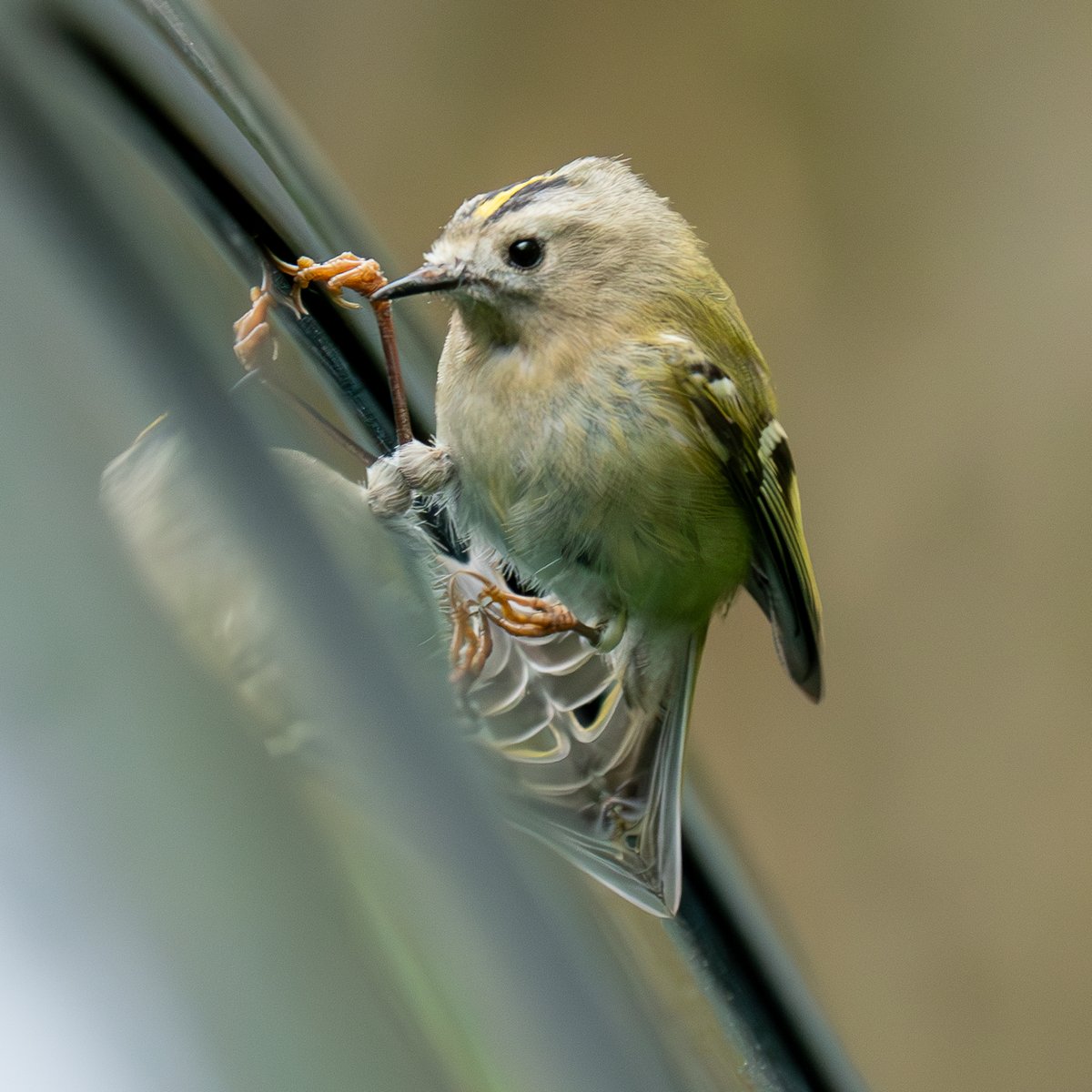 ' What do I see in the mirror!' Goldcrest at #Blashford @BlashfordBirds @CHOG_birds @Natures_Voice @BirdlifeOz @BirdGuides @birdingplaces