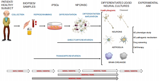 #Alzheimer #hippocampalastrocytes #astrocyticdysfunction #3xTg #model Immortalized hippocampal astrocytes from 3xTg-AD mice, a new model to study disease-related astrocytic dysfunction: a comparative review journals.lww.com/nrronline/full… @UniAvogadro