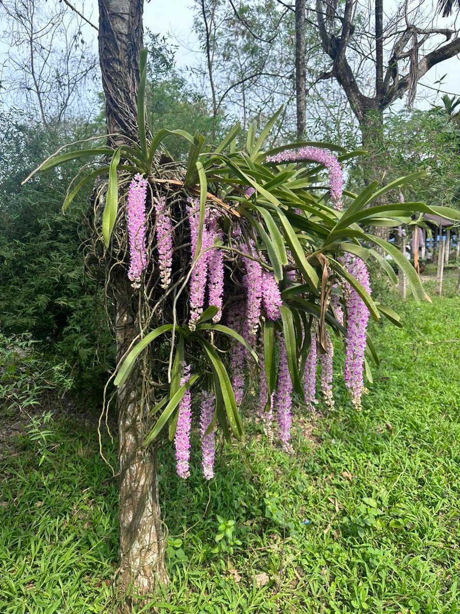 Meanwhile, aside from elections, it’s the #orchids season in #Assam! 

My niece sent me this from her garden in #Junai, a sleepy border town near #Pasighat! Apparently, কপৌ ফুল (foxtail orchid) bloom is taking over her entire surrounding! 🌸❤️
