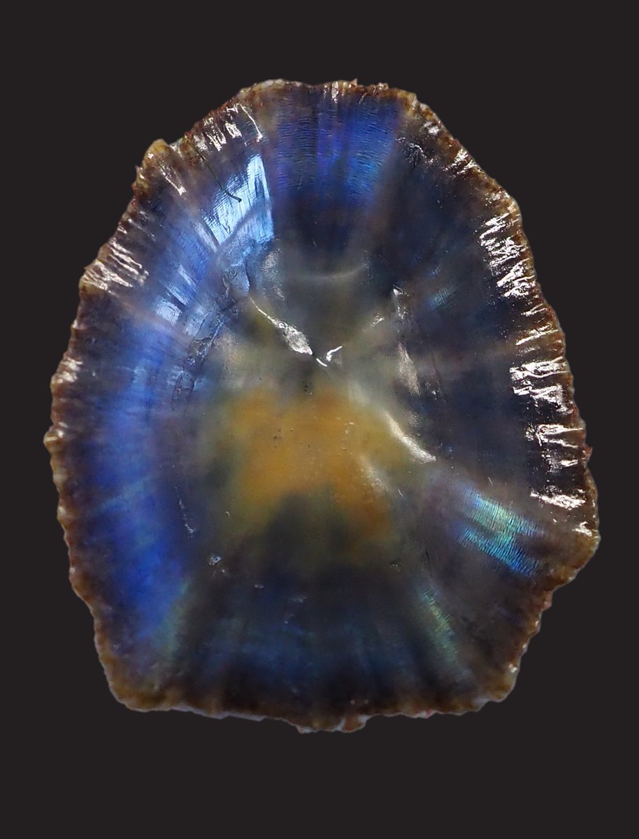 Happy to share that our latest paper on the reference genome of the limpet Patella caerulea is online and open access! doi.org/10.1093/gbe/ev…