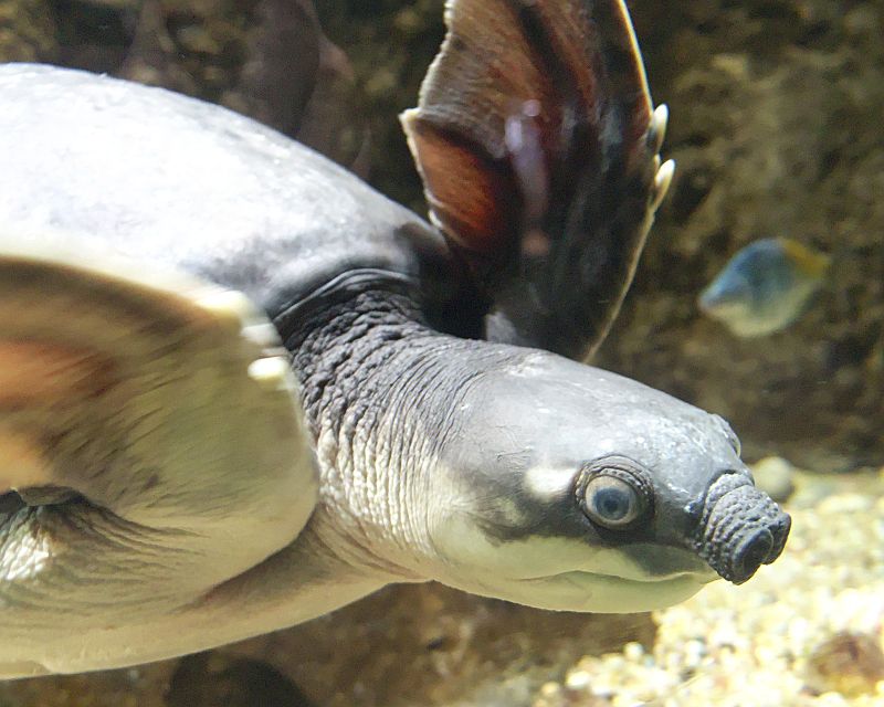 The Fly River in #PapuaNewGuinea is the largest river in the world by volume....if you only count those rivers without a single dam on them.
It is also home to the unique pig-nosed turtle. 🙂
#NatureBeauty #River
@odysseuslahori @HappieeWorld