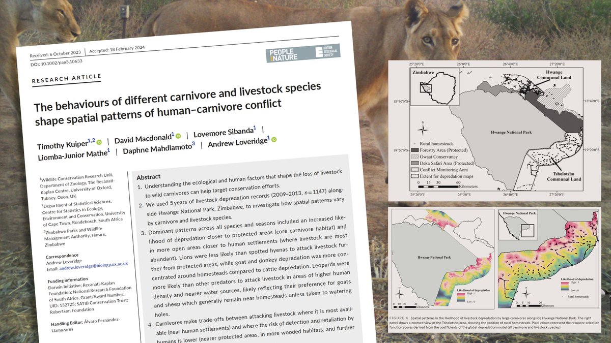 A new paper led by @TimothyKuiper with WildCRU & @Zimparks authors, explores how patterns of human-carnivore conflict vary by carnivore & livestock species - based on data from around Zimbabwe’s Hwange NP. Results have informed local mitigation strategies. bit.ly/49uaIpp