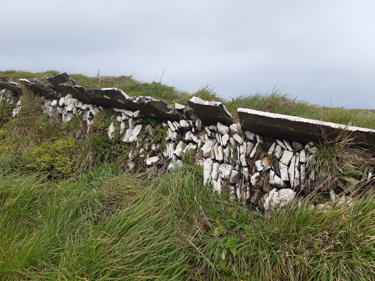 Unsusual hedge high on the dunes Gwithian #WallsonWednesday #Cornwall