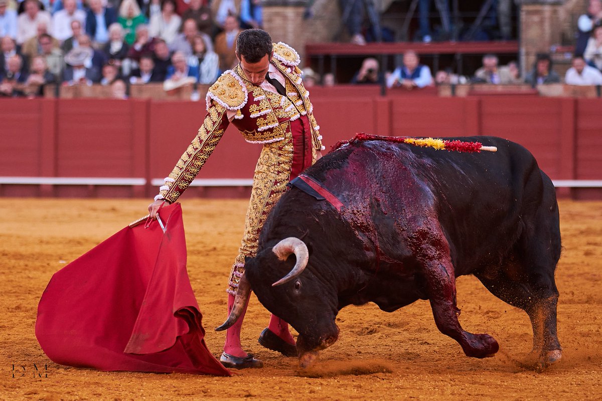 DavDeMiranda's tweet photo. ¡𝑮𝒓𝒂𝒄𝒊𝒂𝒔, 𝑺𝒆𝒗𝒊𝒍𝒍𝒂!

Dos orejas al toro "Tabarro" n° 30 de @santidm98...¡Enhorabuena, ganadero!

#DeMiranda24 https://t.co/Ij0x7uUGDS