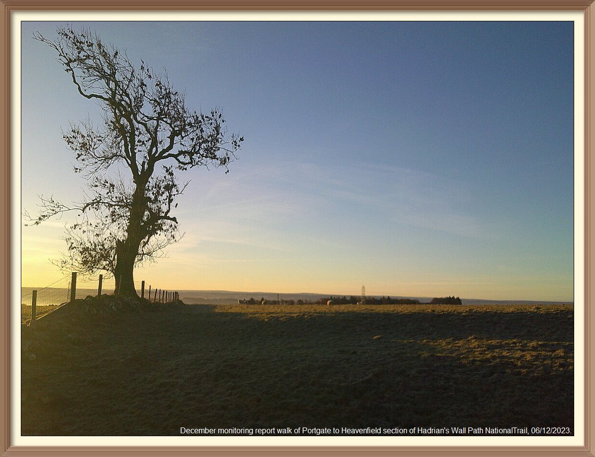 So many favourite spots on Portgate to Heavenfield section of Hadrian's Wall Path National Trail. Going to sign off with pictures of some of them. Tree on the south mound of the Vallum, Wall mile 22.