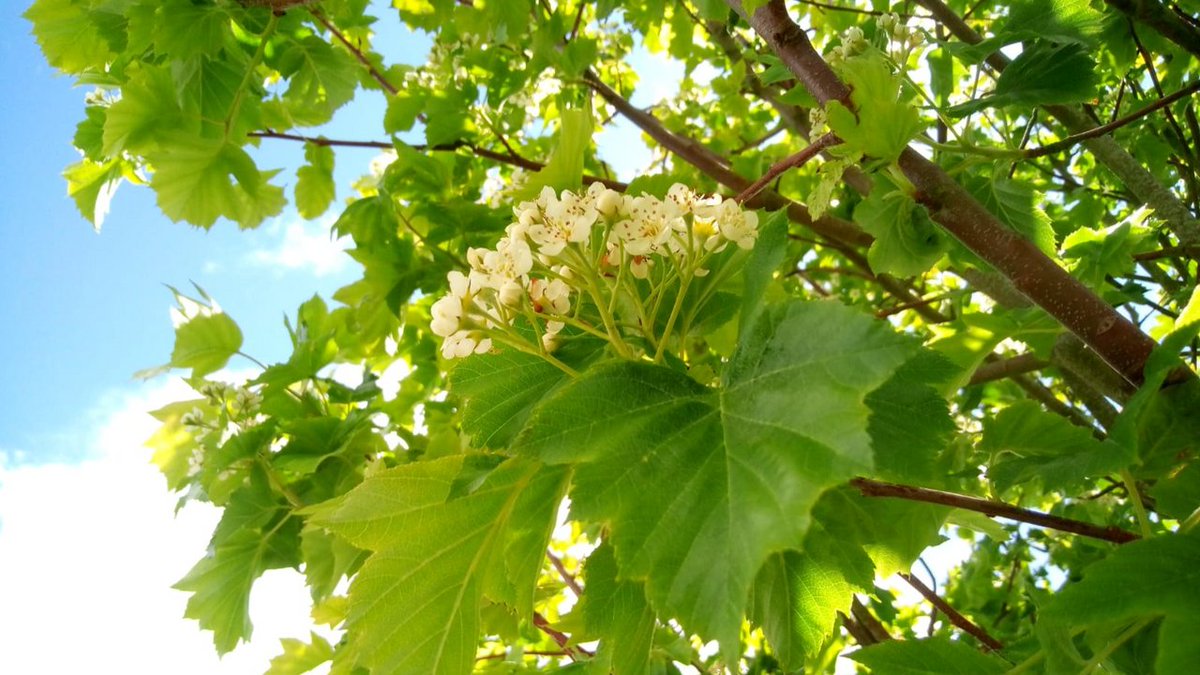 Our #TreeOfTheMonth is native broadleaf #WildService.

Its flowers provide pollen and nectar for spring pollinators and develop into green-brown oval fruits, also known as 'chequers', in mid-late autumn.

Find out more 👉 bit.ly/49Zumdd

#Native #Tree #Forest