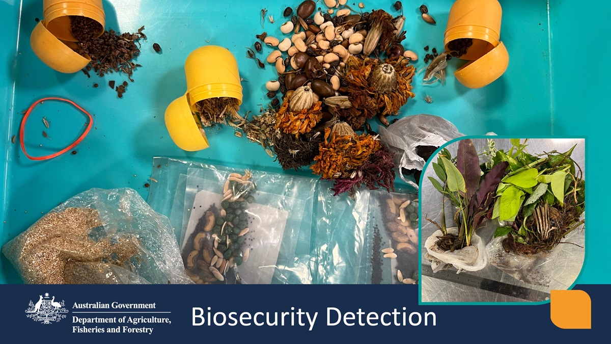 🚫🪴These undeclared live plants & seeds were stopped from entering #Australia. Strict #biosecurity import conditions apply to bringing live plant material to Australia. Check what you can bring into Australia before travelling or sending goods – visit: brnw.ch/21wIFLk