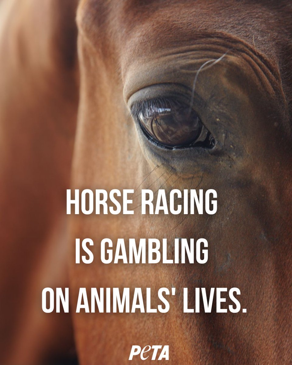 Before you place your bet, know the REAL cost. #YouBetTheyDie #GrandNationalDisgrace #GrandNational2024