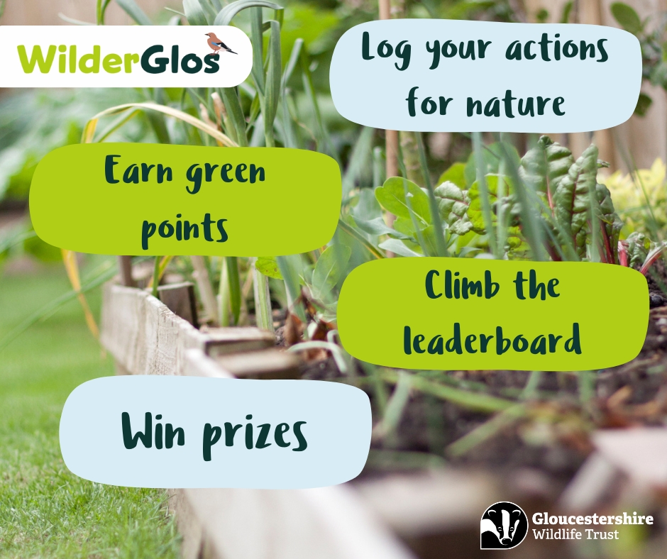 🌿 Have you signed up to our free digital platform, WilderGlos, yet? 📱 WilderGlos is all about sharing and celebrating actions you're taking for nature and the environment in Gloucestershire! 🌍🎉 Sign up today and join our WilderGlos community. 🌱 ow.ly/tfz550R7lVF