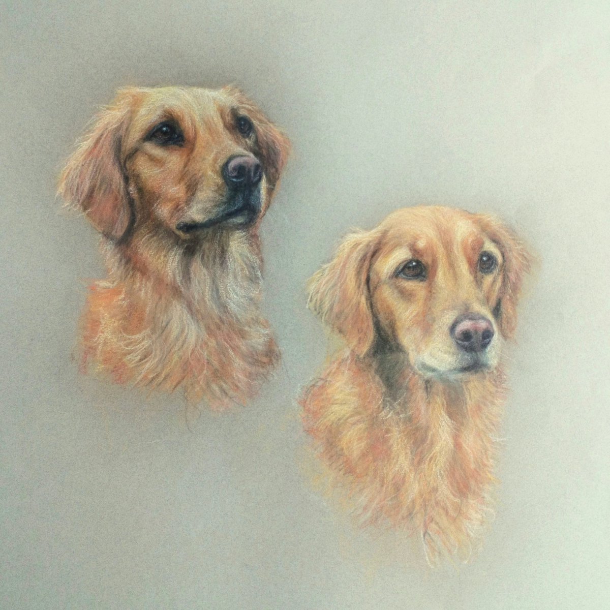 A pair of handsome Golden Retrievers.  I was commissioned to make this double portrait in 2018. -soft pastels on Canson Mi Teintes paper 😊