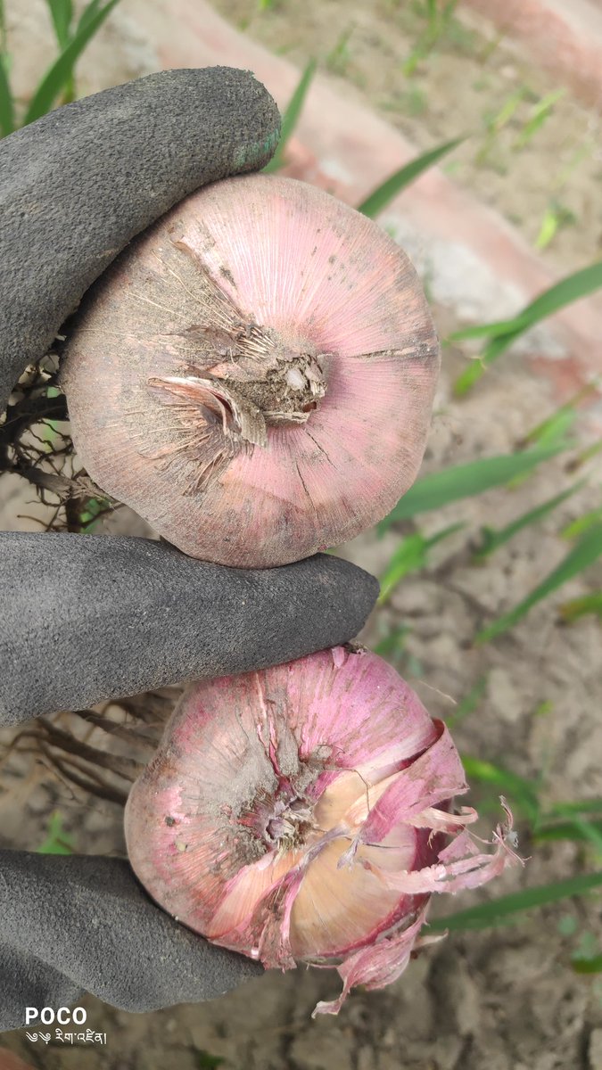RigzenTsewang's tweet photo. After having good flowering in winter it's time to reap good quality gladiolus corms. Ladakh has great scope of seed multiplication especially bulbous flowering crops. #missionfloriculture
@CSIR_IHBT @CSIR_IND @DrNKalaiselvi @DrSudeshKumarY1 @lg_ladakh @Bhavya100 https://t.co/hlkoh3Vfnb