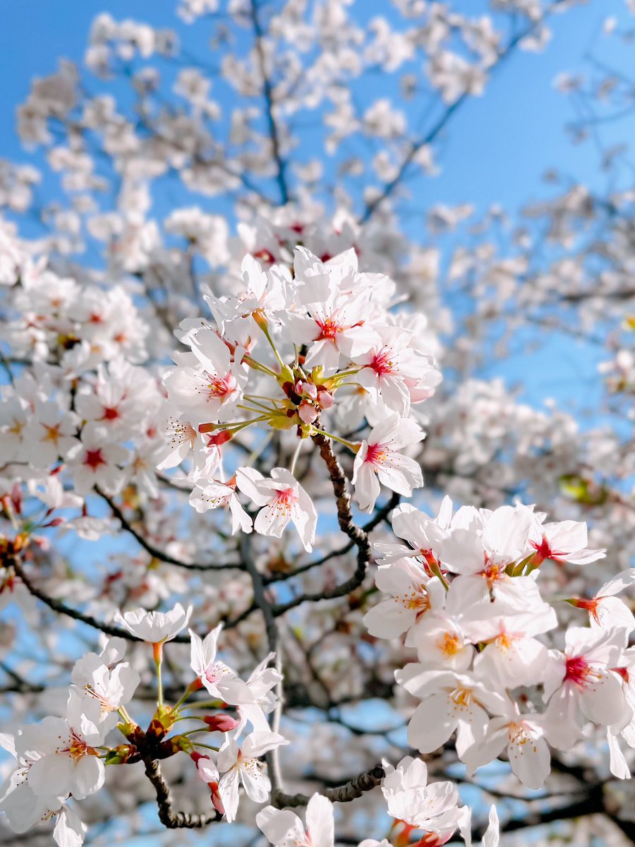 「公園寄ったら桜咲いてたよ〜 」|あいるむのイラスト