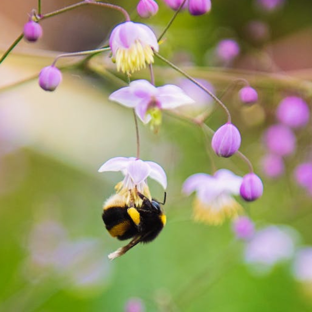 Over 80% of UK homes have gardens; combined they cover more than all the UK nature reserves. No matter how small your space, it can be a positive environment for wildlife. 🌸 🌼