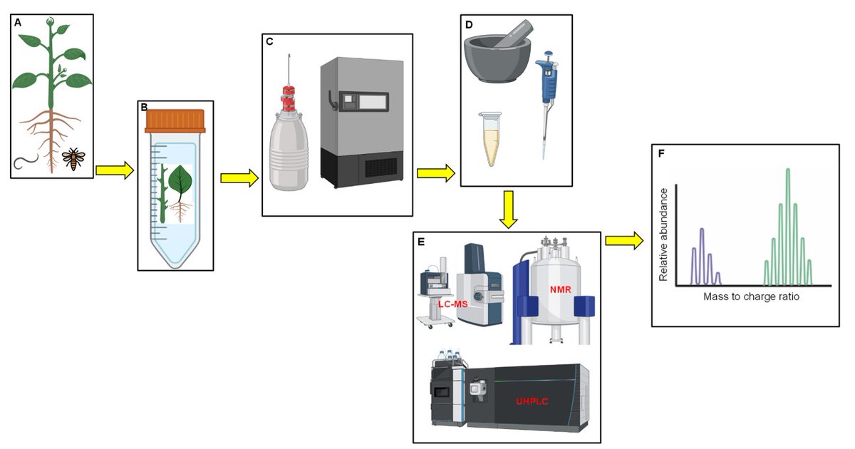 📰 Editor's Choice Article #plants_mdpi 🌱 'Metabolome Profiling: A Breeding Prediction Tool for Legume Performance under Biotic Stress Conditions' 📅 Published: 1 July 2022 👀 Views: 2480 📝 Citation: 5 #legumes #metabolomics