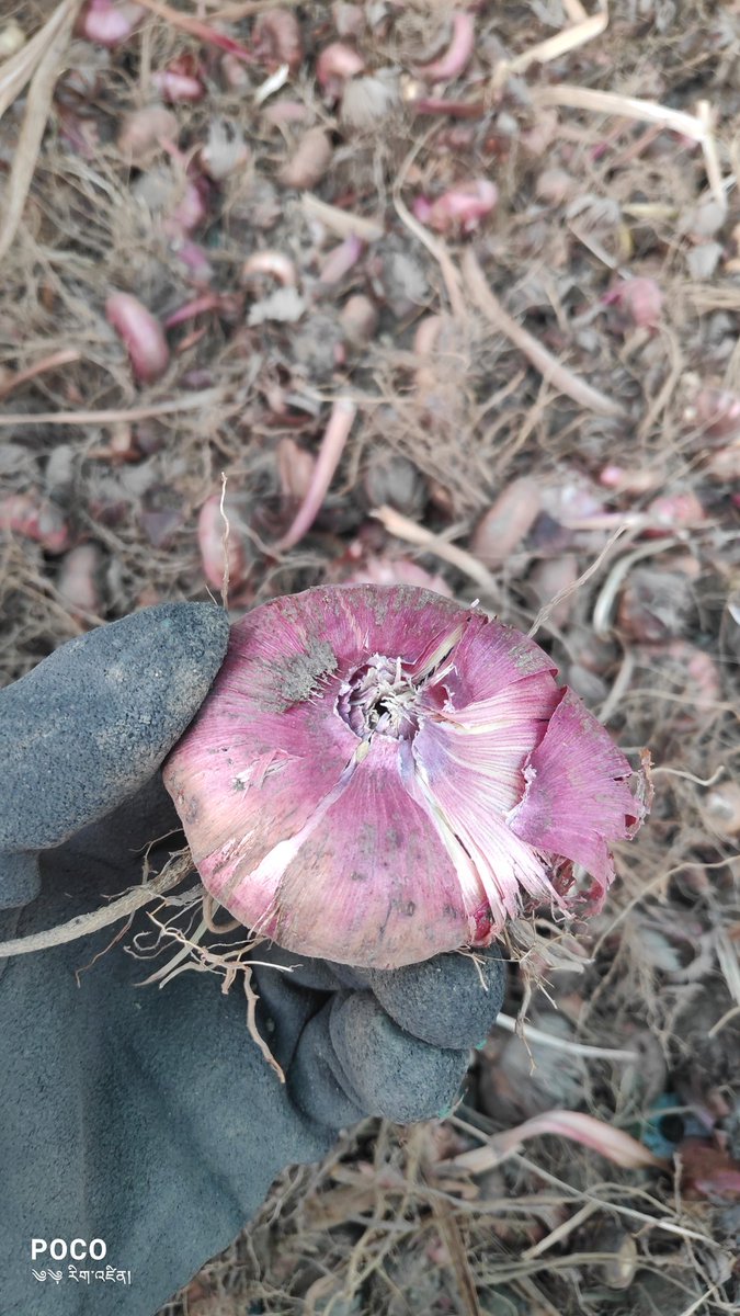 After having good flowering in winter it's time to reap good quality gladiolus corms. Ladakh has great scope of seed multiplication especially bulbous flowering crops. #missionfloriculture
<a href="/CSIR_IHBT/">CSIR-Institute of Himalayan Bioresource Technology</a> <a href="/CSIR_IND/">CSIR, India</a> <a href="/DrNKalaiselvi/">N Kalaiselvi</a> <a href="/DrSudeshKumarY1/">Dr Sudesh Kumar Yadav</a> <a href="/lg_ladakh/">LG Ladakh</a> <a href="/Bhavya100/">Bhavya Bhargava</a>