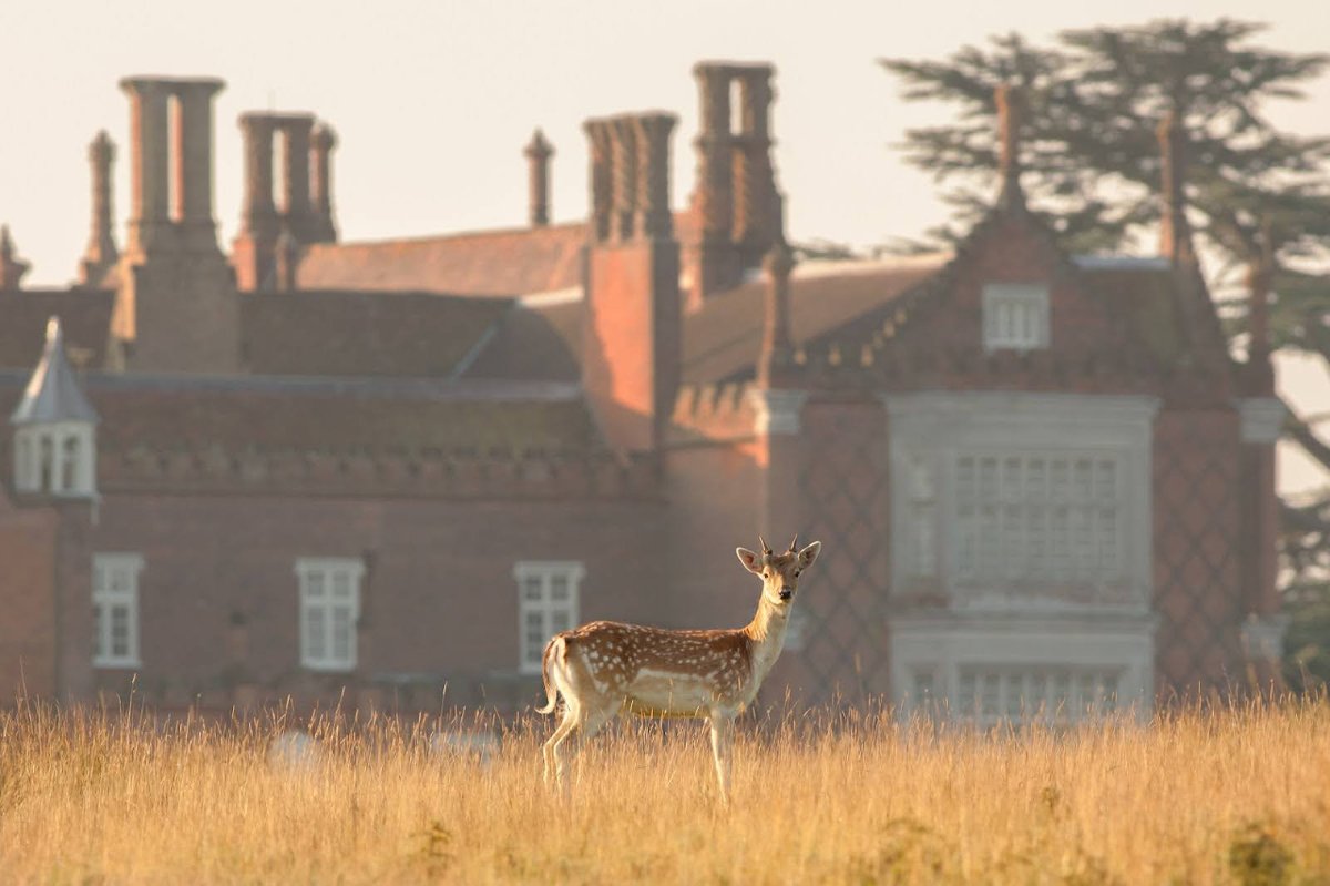 Each part of the grounds has its own history, one of our favourites being the presence of large red and fallow deer herds. Since 1660, they've roamed the park, and we love to see them being admired by our visitors today 🦌