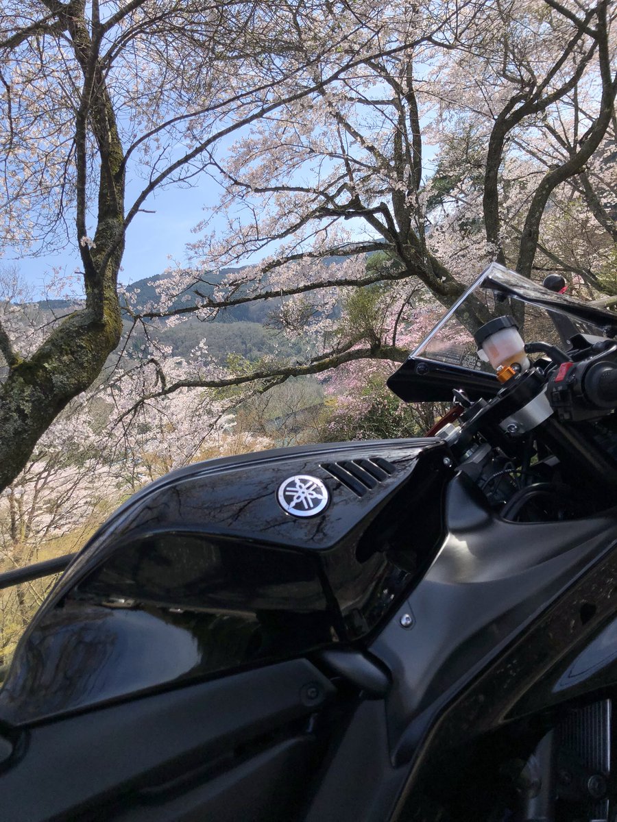 🌸お花見ツーリング🏍️…