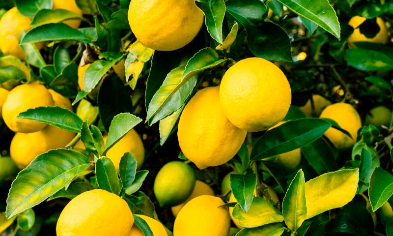 ⚠️La #crisis del #limón: España acumula 400 millones de kilos sin recoger🍋 agroautentico.com/2024/04/la-cri… @UPA_Federal