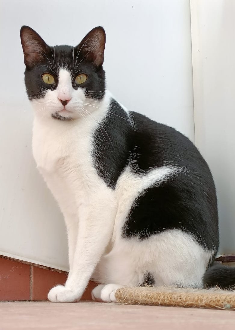 Solopar53137293's tweet photo. A estos gatitos se les acaba el tempo! #adopcionresponsable  #URGENTE  Estan en #Valencia Contacto @4catsVLC No dejemos que se vuelvan invisibles! Su cuidador fallecio en novembre y necesitan un nuevo hogar! https://t.co/Fb6RWaji7H