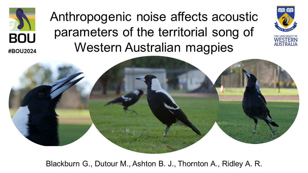 G_Blackburn_'s tweet photo. 1/6 #BOU2024 #BREAK2 #Anthropogenic #noise affects the vocalisations of many species, with recent meta-analyses finding an increase in the amplitude and minimum frequency of calls to be the most common changes. But how does noise affect the carols of Western Australian #magpies? https://t.co/y7utNvvhS3