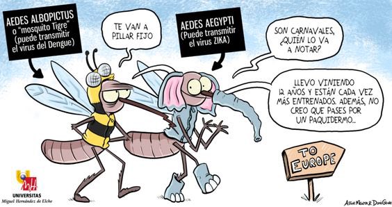 🦟 La intrahistoria de los #mosquitos invasores en #Europa… y cómo el #AedesAegypti está llegando bien “disfrazado” entre tanto #AedesAlbopictus que ya abunda en nuestro continente 👇🏻 #MosquitoTigre #ControlVectorial #Arbovirosis #Dengue