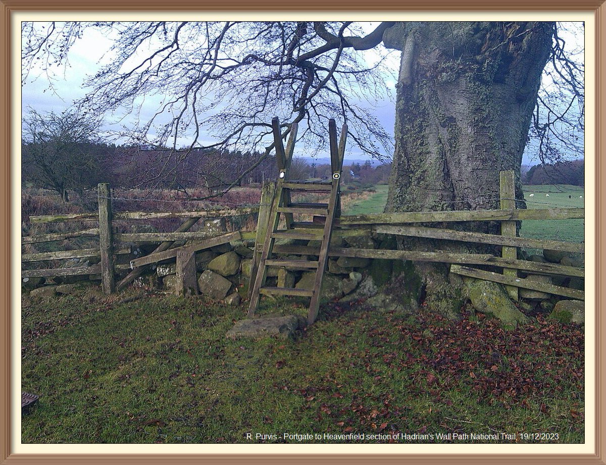 So many favourite spots on Portgate to Heavenfield section of Hadrian's Wall Path National Trail. Going to sign off with pictures of some of them. Wooden ladder A stile #9 under the Beech tree, beside the north ditch in Wall mile 25.