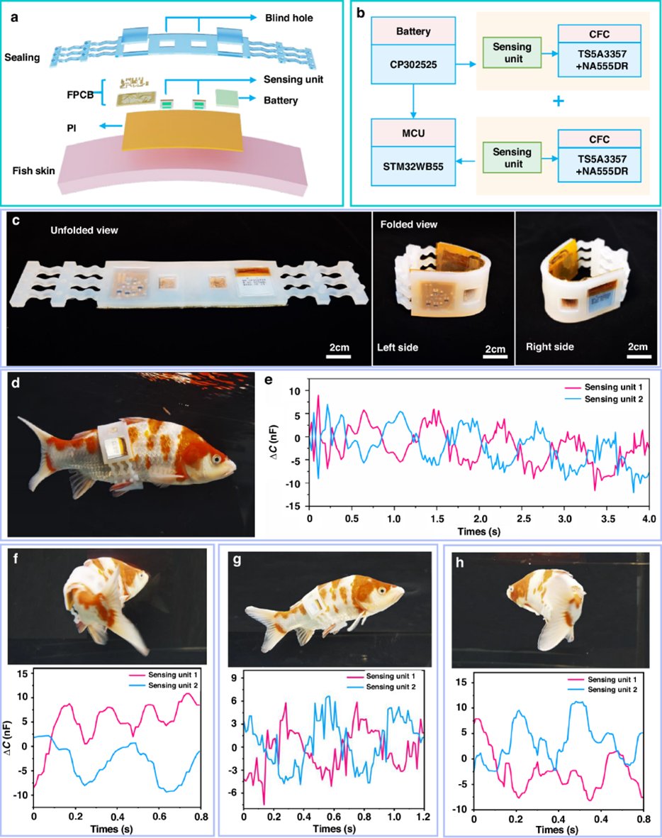 In the journal Microsystems & Nanoengineering, the device features a pair of pseudocapacitive pressure-sensing units, offering a robust and noninvasive approach for the in-depth study of aquatic behaviors.
#MXene hydrogel #Fish locomotion
Details: doi.org/10.1038/s41378…