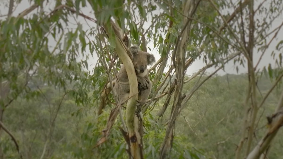 Timber, koalas, and carbon credit:  NSW government under fire for failing to deliver the Great Koala National Park thefifthestate.com.au/environment/ti…
