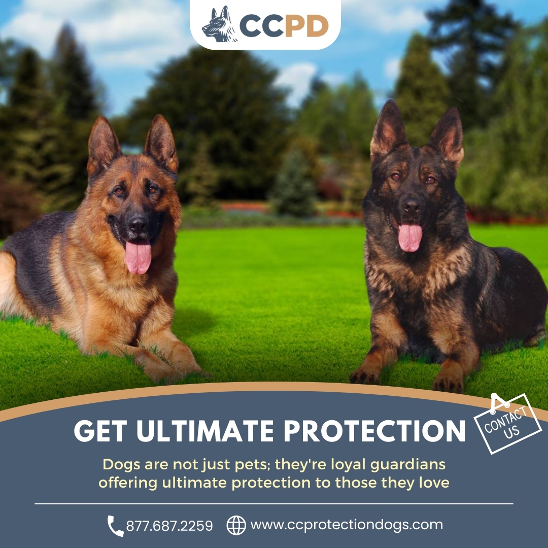 'Securing hearts and homes, one paw at a time - Family Protection Dogs.'
#protectiondogs #protectiondogsforsale #familydogsforsale #ccprotectiondogs
ccprotectiondogs.com