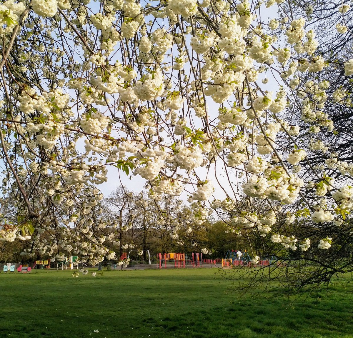 PhilBurkett's tweet photo. And it's ' Good morning ' from a glorious and Spring looking #ElthamParkSouth @SEninemag @ThisisEltham @ElthamCafe  @laurendingsdale  #SE9 #Eltham https://t.co/DQe3izLaLN
