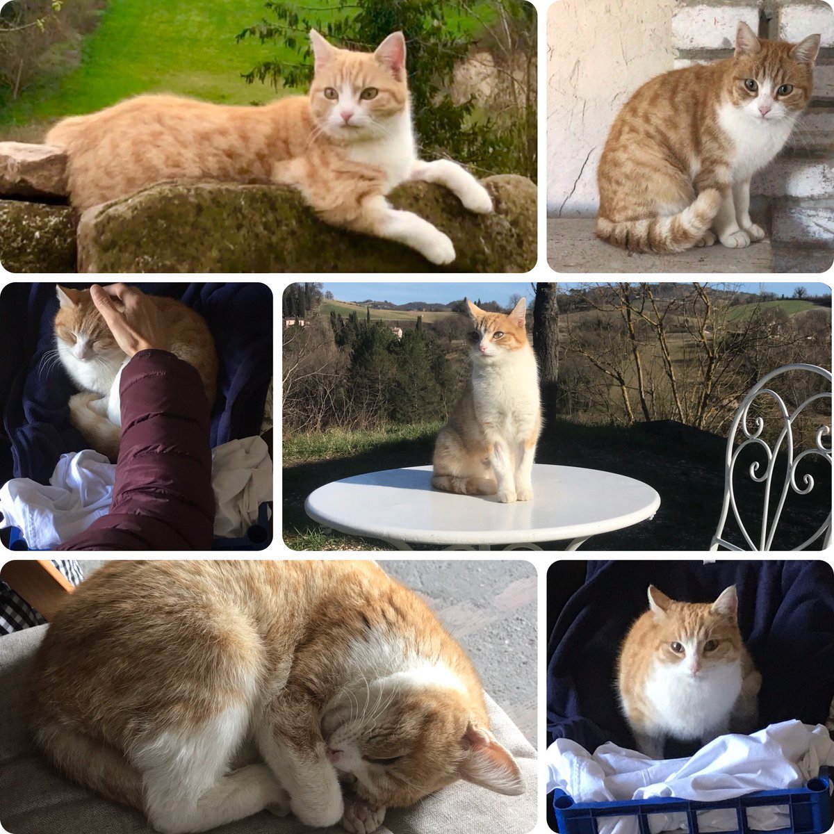 EdoTwitt_'s tweet image. La nostra #Piumetta è in Paradiso💔 
Lì ci aspetta giocando e saltando sui prati fioriti.

Cara piccola dolce briosa gioiosa “Miss Piumetta la Seduttrice”, sarai per sempre nel nostro cuore come parte preziosa della nostra famiglia e della nostra vita.
Facevi bello ogni momento💔