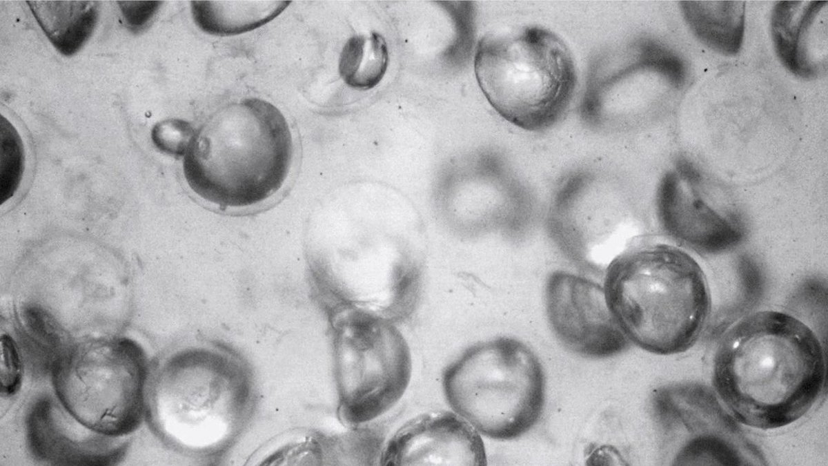 enilev's tweet image. [BREAKTHROUGH]

🔥 Intelligent liquid
Researchers develop #metafluid with #programmable response

Source: @Harvard (SEAS)

#SmartWater #Metaliquid #MaterialsSciences 
#Robotics #intelligent 

👉seas.harvard.edu/news/2024/04/i…

@mvollmer1 @IanLJones98 @Khulood_Almani @efipm @BetaMoroney…