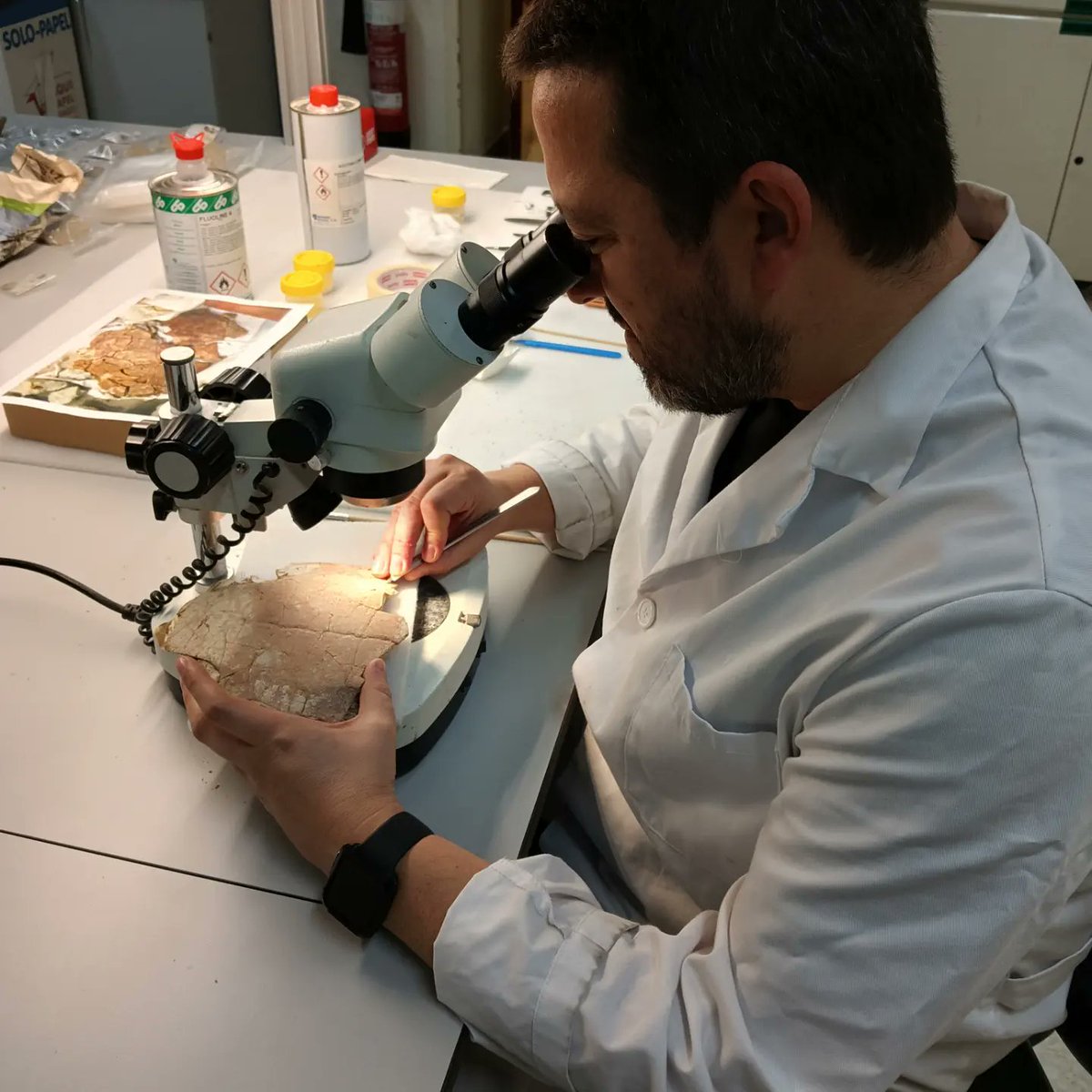 Xoan trabajando en el #laboratorio del #MuseoGeominero con #tortugas #fósiles 🐢
