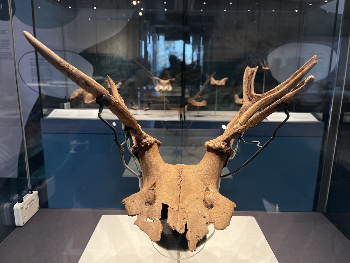 My first chance to see the new #StarCarr exhibition at @YorkshireMuseum yesterday. This headdress is the centrepiece, but every exhibit is astonishing. No pottery, no metal, no livestock. But human skill, ingenuity, & belief so evident, so familiar. Goosebumps.