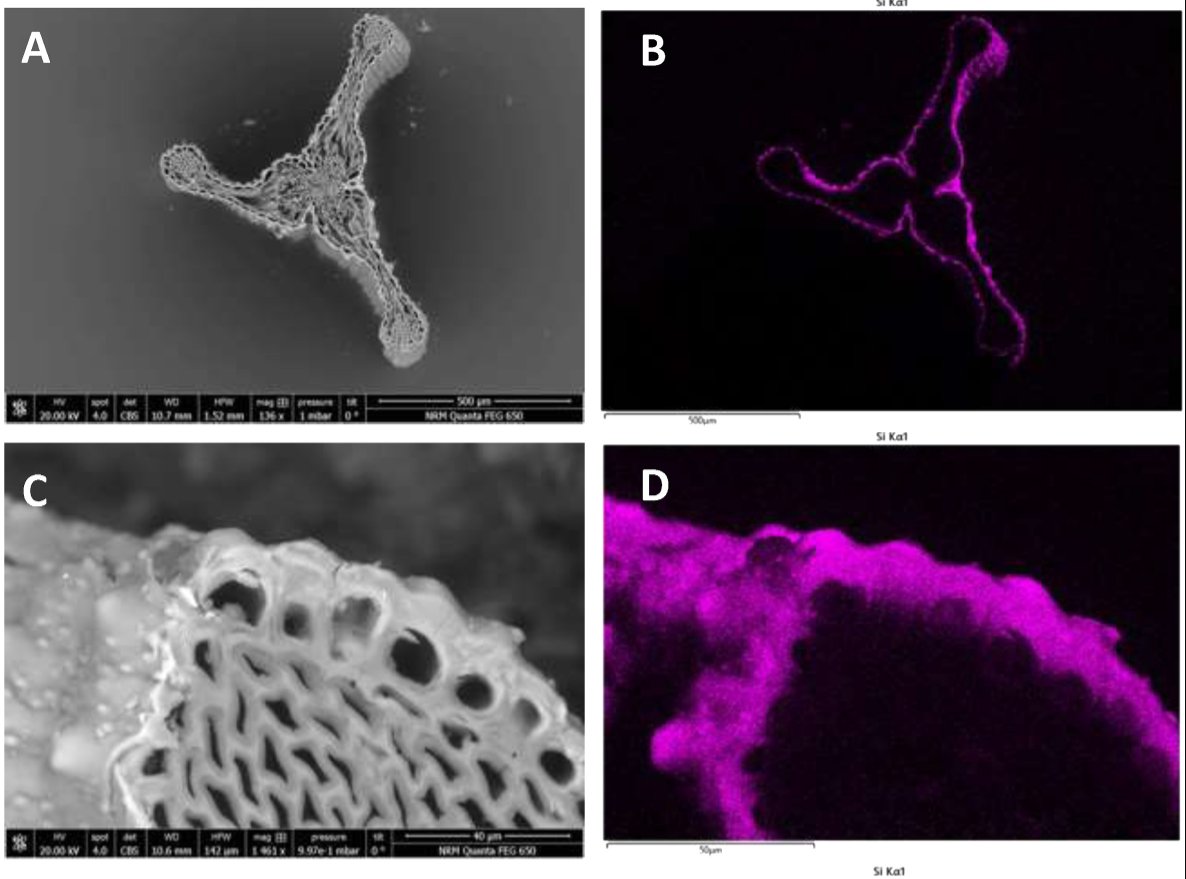 New paper out in Plant Physiology and Biochemistry on using Equisetum ('horse tail') as a silica fertiliser in plan cultivation. doi.org/10.1016/j.plap…