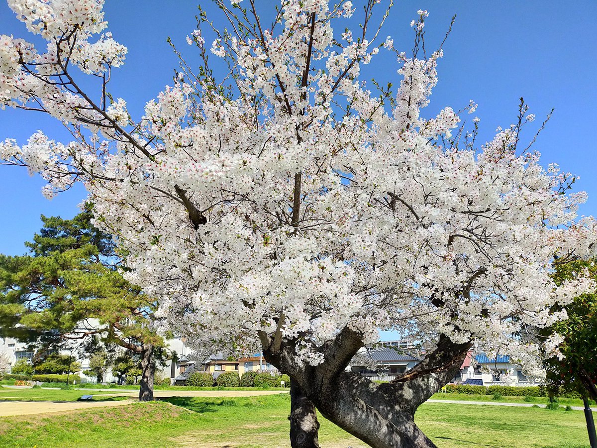 枚方市　百済王神社にて　まだまだ桜がきれいでした。