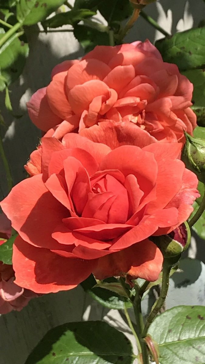 A reminder of sun and summer with this week’s #RoseWednesday ~ ‘Summer Song’ #GardeningX #Roses #RoseADay #GardeningTwitter #MyGarden