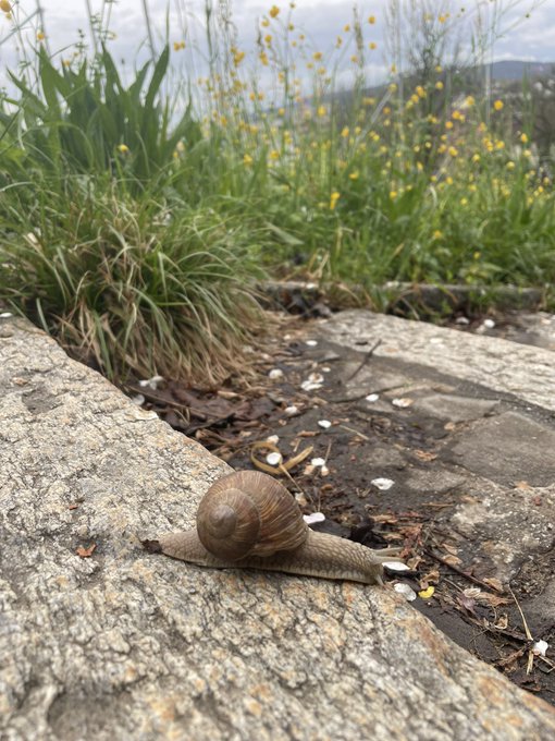 Look at this cutie I&rsquo;ve crossed on my jog earlier today. 🥰✨🐌 https://t.co/TVsjtZGdwM