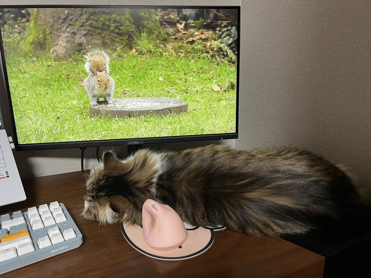 평생아기냥이 생일💕