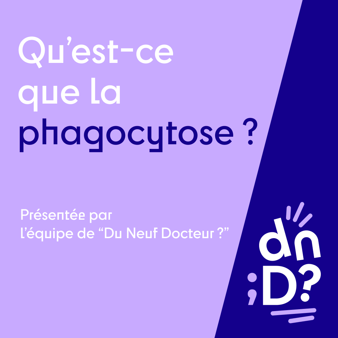 duneufdocteur's tweet photo. Ce samedi à 10h, retrouvez notre nouvelle vidéo. Nous vous expliquerons qu'est-ce que la #phagocytose, un élément essentiel de notre système #immunitaire. Abonnez-vous pour ne manquer aucunes #vidéos !
#duneufdocteur #vulgarisationscientifique #mediationscientifique #science https://t.co/is3GFYw1jC