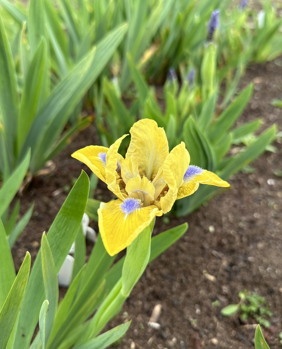 SDB Iris ‘Little Blue Eyes’ out in the beds, getting a mix of colour across the dwarf irises now! Now some sunshine please! #dwarfirises #littleblueeyes #blueyes #beardedirises #irises #britishgrown #hardyplants #irislove #lincolnshire #seagatenurseries