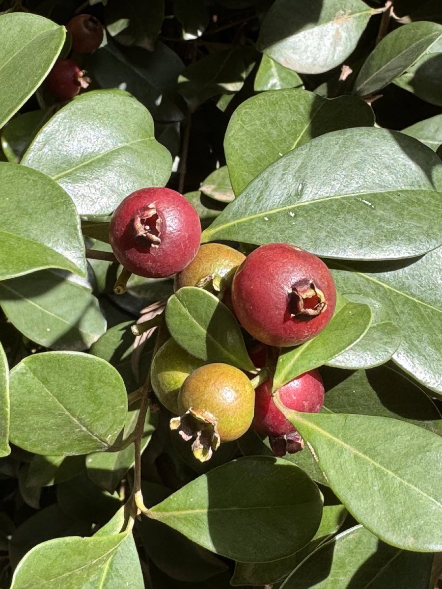 The Kolenyo guavaman @gabrieloguda do you know these strawberry or cherry guavas named in honour of English horticulturist William Cattley? I am currently enjoying them. They are soft & tasty and, best of it, you don’t have to climb the tree to harvest. #Eid_Mubarak