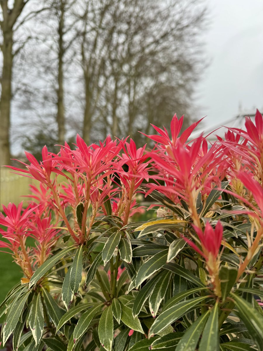 Even on a grey day my pieris plant looks cheerful
