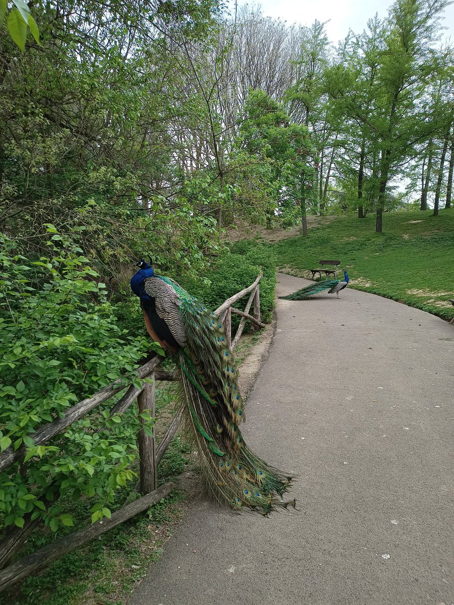 Good morning everyone! My day 3 walk took me to the local park - here are a couple of residents, completely unbothered by my presence there! #AMCSaveLockwood #SaveLockwoodandCo Lockwood and Co is our family Portland Row is our home 🏠