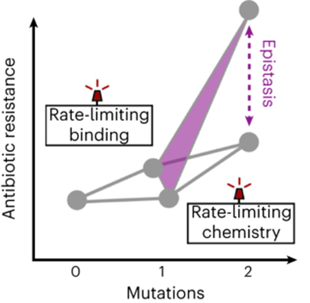 We show that changing the rate-limiting step can give rise to epistasis. The original enzyme is limited by binding - mutations accelerating the chemical step have no effect.🛑 Once a mutation that improves binding is introduced, these other mutations can boost activity.⏩ 3/🧵
